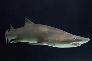 Ragged: Sand Tiger Shark / Sand Shark / Grey nurse shark