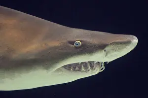 Ragged: Sand Tiger Shark / Sand Shark / Grey nurse shark