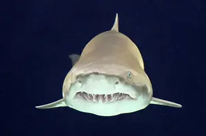 Ragged: Sand Tiger Shark / Sand Shark / Grey nurse shark