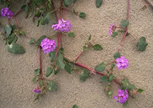 Verbena: Sand verbena - flowering in the desert