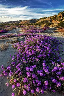 Refuge: Sand verbena wildflowers in the Coachella Valley National