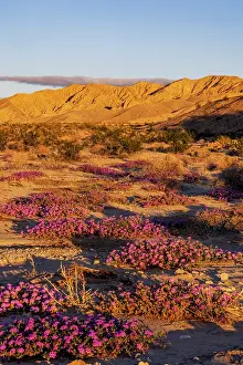 Refuge: Sand verbena wildflowers in the Coachella Valley National