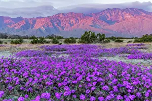 Chuck Haney: Sand verbena wildflowers with San Jacinto Mountains at