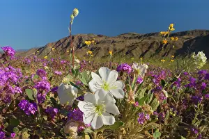Verbena: Sand Verbenas dotted with Dune Evening Primrose