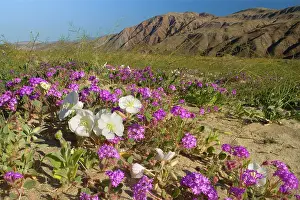 Verbena: Sand Verbenas dotted with Dune Evening Primrose