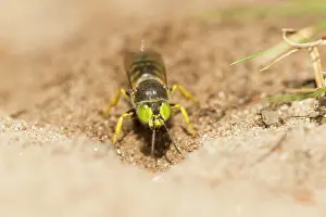 Digging: Sand Wasp