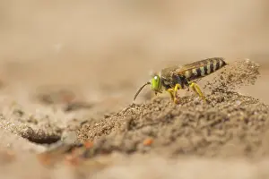 Digging: Sand Wasp