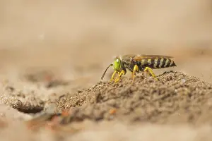 Digging: Sand Wasp