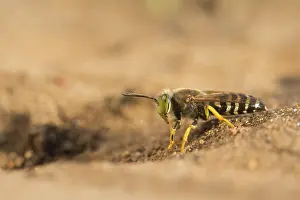 Digging: Sand Wasp