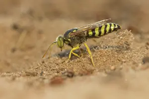 Digging: Sand Wasp