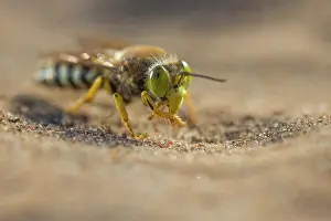 Digging: Sand Wasp