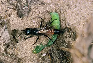 Dragging: Sand-wasp - dragging moth larva into burrow