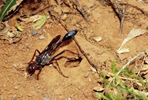 Ammophila: Sand Wasp - filling in nest