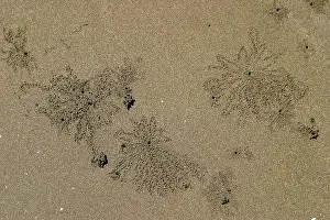 Mayotte: Sand Worms