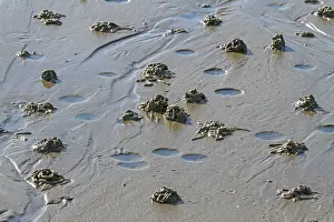 Casts: Sand Worms