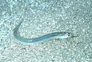 Eels: SANDEEL