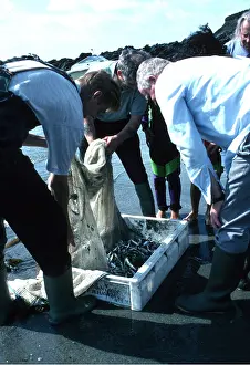 Eels: Sandeel Fishing - men with catch