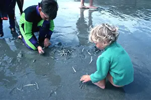 Seashore: SANDEELS - on beach, with two children