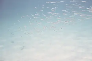Sandeels: SANDEELS - shoal underwater