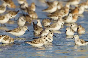 Sanderlings: Sanderling