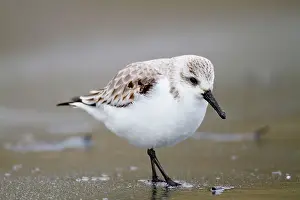 Sanderlings: Sanderling