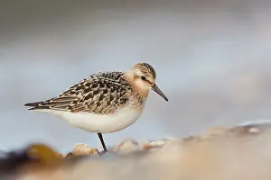 Sanderlings: Sanderling