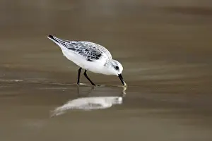 Sanderlings: Sanderling