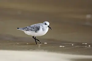 Sanderlings: Sanderling