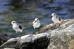 Sanderlings: Sanderling