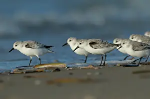 Burg: Sanderling