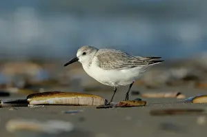 Clam: Sanderling