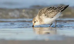 Ijmuiden: Sanderling