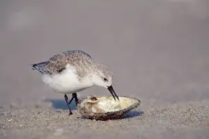 Sanderlings: Sanderling