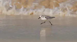 Verde: Sanderling