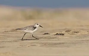 Verde: Sanderling