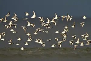 Ijmuiden: Sanderling