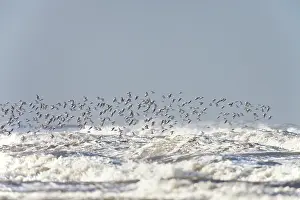 Ijmuiden: Sanderling