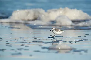 Charadriidae: Sanderling