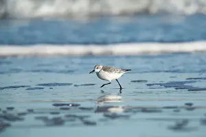 Charadriidae: Sanderling