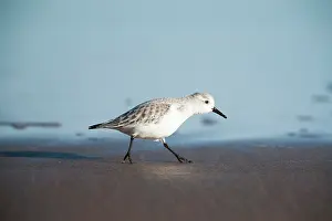 Charadriidae: Sanderling