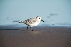 Charadriidae: Sanderling