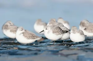 Sanderling: Sanderling