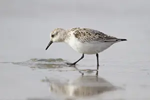 Sanderling: Sanderling