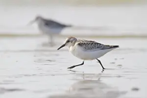 Sanderling: Sanderling