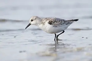 Sanderling: Sanderling