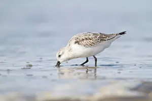 Sanderling: Sanderling