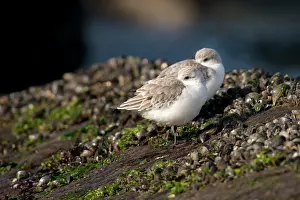 Sanderling: Sanderling