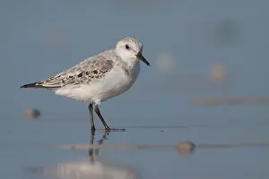 Sanderling: Sanderling