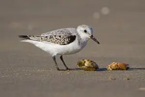 Sanderling: Sanderling