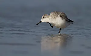 Sanderling: Sanderling
